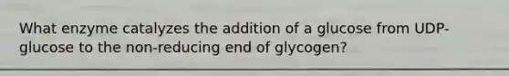 What enzyme catalyzes the addition of a glucose from UDP-glucose to the non-reducing end of glycogen?