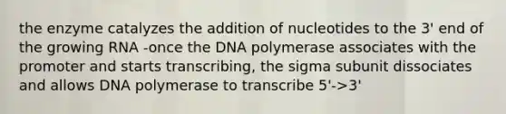 the enzyme catalyzes the addition of nucleotides to the 3' end of the growing RNA -once the DNA polymerase associates with the promoter and starts transcribing, the sigma subunit dissociates and allows DNA polymerase to transcribe 5'->3'