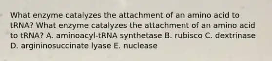 What enzyme catalyzes the attachment of an amino acid to tRNA? What enzyme catalyzes the attachment of an amino acid to tRNA? A. aminoacyl-tRNA synthetase B. rubisco C. dextrinase D. argininosuccinate lyase E. nuclease