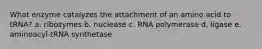 What enzyme catalyzes the attachment of an amino acid to tRNA? a. ribozymes b. nuclease c. RNA polymerase d. ligase e. aminoacyl-tRNA synthetase