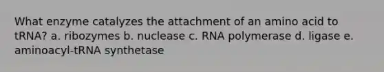 What enzyme catalyzes the attachment of an amino acid to tRNA? a. ribozymes b. nuclease c. RNA polymerase d. ligase e. aminoacyl-tRNA synthetase