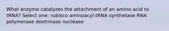 What enzyme catalyzes the attachment of an amino acid to tRNA? Select one: rubisco aminoacyl-tRNA synthetase RNA polymerase dextrinase nuclease