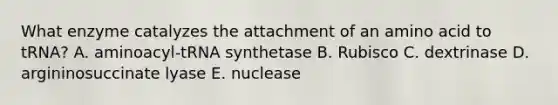 What enzyme catalyzes the attachment of an amino acid to tRNA? A. aminoacyl-tRNA synthetase B. Rubisco C. dextrinase D. argininosuccinate lyase E. nuclease