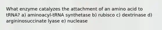 What enzyme catalyzes the attachment of an amino acid to tRNA? a) aminoacyl-tRNA synthetase b) rubisco c) dextrinase d) argininosuccinate lyase e) nuclease