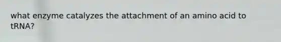 what enzyme catalyzes the attachment of an amino acid to tRNA?