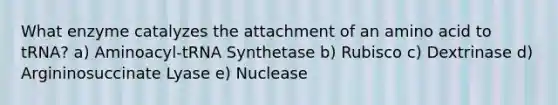 What enzyme catalyzes the attachment of an amino acid to tRNA? a) Aminoacyl-tRNA Synthetase b) Rubisco c) Dextrinase d) Argininosuccinate Lyase e) Nuclease