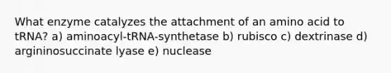 What enzyme catalyzes the attachment of an amino acid to tRNA? a) aminoacyl-tRNA-synthetase b) rubisco c) dextrinase d) argininosuccinate lyase e) nuclease