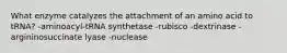 What enzyme catalyzes the attachment of an amino acid to tRNA? -aminoacyl-tRNA synthetase -rubisco -dextrinase -argininosuccinate lyase -nuclease