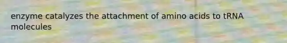 enzyme catalyzes the attachment of amino acids to tRNA molecules