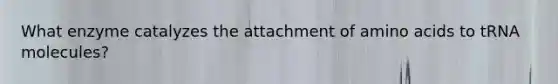 What enzyme catalyzes the attachment of amino acids to tRNA molecules?