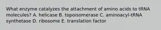 What enzyme catalyzes the attachment of amino acids to tRNA molecules? A. helicase B. topoisomerase C. aminoacyl-tRNA synthetase D. ribosome E. translation factor