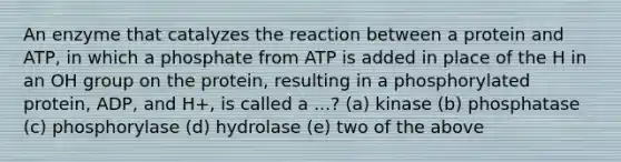 An enzyme that catalyzes the reaction between a protein and ATP, in which a phosphate from ATP is added in place of the H in an OH group on the protein, resulting in a phosphorylated protein, ADP, and H+, is called a ...? (a) kinase (b) phosphatase (c) phosphorylase (d) hydrolase (e) two of the above