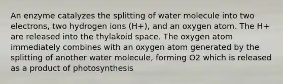 An enzyme catalyzes the splitting of water molecule into two electrons, two hydrogen ions (H+), and an oxygen atom. The H+ are released into the thylakoid space. The oxygen atom immediately combines with an oxygen atom generated by the splitting of another water molecule, forming O2 which is released as a product of photosynthesis