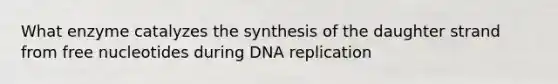 What enzyme catalyzes the synthesis of the daughter strand from free nucleotides during DNA replication