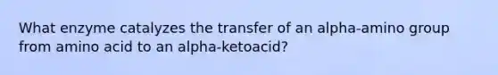 What enzyme catalyzes the transfer of an alpha-amino group from amino acid to an alpha-ketoacid?