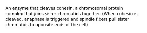 An enzyme that cleaves cohesin, a chromosomal protein complex that joins sister chromatids together. (When cohesin is cleaved, anaphase is triggered and spindle fibers pull sister chromatids to opposite ends of the cell)