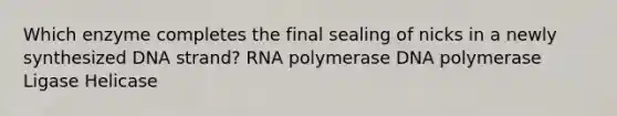 Which enzyme completes the final sealing of nicks in a newly synthesized DNA strand? RNA polymerase DNA polymerase Ligase Helicase