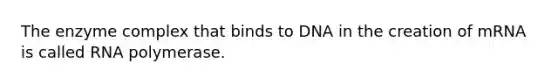 The enzyme complex that binds to DNA in the creation of mRNA is called RNA polymerase.