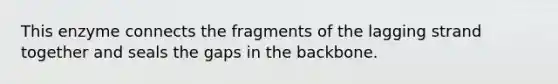 This enzyme connects the fragments of the lagging strand together and seals the gaps in the backbone.