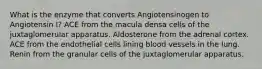 What is the enzyme that converts Angiotensinogen to Angiotensin I? ACE from the macula densa cells of the juxtaglomerular apparatus. Aldosterone from the adrenal cortex. ACE from the endothelial cells lining blood vessels in the lung. Renin from the granular cells of the juxtaglomerular apparatus.