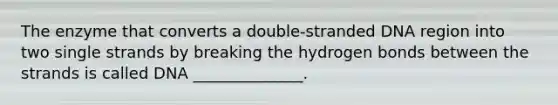 The enzyme that converts a double-stranded DNA region into two single strands by breaking the hydrogen bonds between the strands is called DNA ______________.