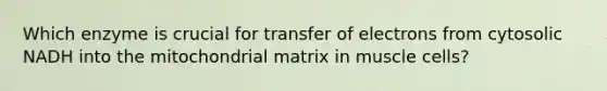 Which enzyme is crucial for transfer of electrons from cytosolic NADH into the mitochondrial matrix in muscle cells?