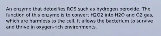 An enzyme that detoxifies ROS such as hydrogen peroxide. The function of this enzyme is to convert H2O2 into H2O and O2 gas, which are harmless to the cell. It allows the bacterium to survive and thrive in oxygen-rich environments.