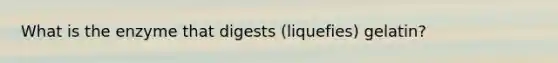 What is the enzyme that digests (liquefies) gelatin?