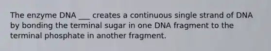 The enzyme DNA ___ creates a continuous single strand of DNA by bonding the terminal sugar in one DNA fragment to the terminal phosphate in another fragment.