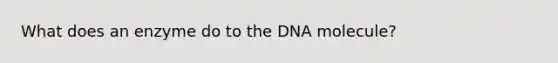 What does an enzyme do to the DNA molecule?