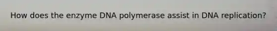 How does the enzyme DNA polymerase assist in DNA replication?