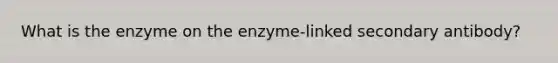 What is the enzyme on the enzyme-linked secondary antibody?