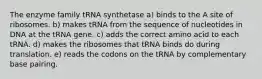 The enzyme family tRNA synthetase a) binds to the A site of ribosomes. b) makes tRNA from the sequence of nucleotides in DNA at the tRNA gene. c) adds the correct amino acid to each tRNA. d) makes the ribosomes that tRNA binds do during translation. e) reads the codons on the tRNA by complementary base pairing.