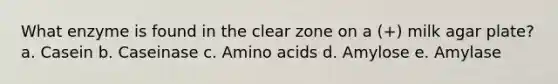 What enzyme is found in the clear zone on a (+) milk agar plate? a. Casein b. Caseinase c. Amino acids d. Amylose e. Amylase