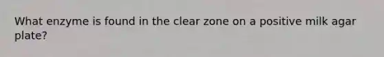 What enzyme is found in the clear zone on a positive milk agar plate?