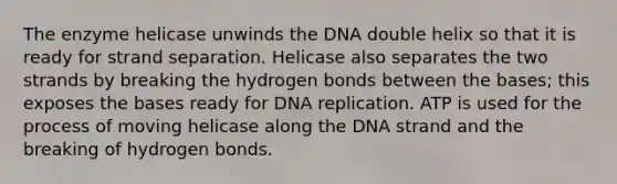 The enzyme helicase unwinds the DNA double helix so that it is ready for strand separation. Helicase also separates the two strands by breaking the hydrogen bonds between the bases; this exposes the bases ready for DNA replication. ATP is used for the process of moving helicase along the DNA strand and the breaking of hydrogen bonds.