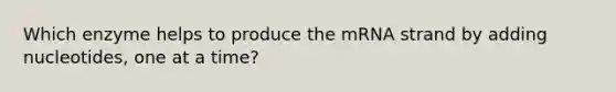 Which enzyme helps to produce the mRNA strand by adding nucleotides, one at a time?