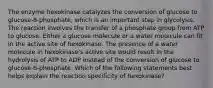 The enzyme hexokinase catalyzes the conversion of glucose to glucose-6-phosphate, which is an important step in glycolysis. The reaction involves the transfer of a phosphate group from ATP to glucose. Either a glucose molecule or a water molecule can fit in the active site of hexokinase. The presence of a water molecule in hexokinase's active site would result in the hydrolysis of ATP to ADP instead of the conversion of glucose to glucose-6-phosphate. Which of the following statements best helps explain the reaction specificity of hexokinase?