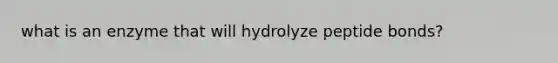 what is an enzyme that will hydrolyze peptide bonds?