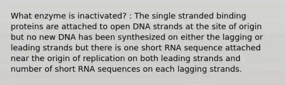 What enzyme is inactivated? : The single stranded binding proteins are attached to open DNA strands at the site of origin but no new DNA has been synthesized on either the lagging or leading strands but there is one short RNA sequence attached near the origin of replication on both leading strands and number of short RNA sequences on each lagging strands.