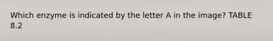 Which enzyme is indicated by the letter A in the image? TABLE 8.2