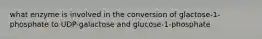 what enzyme is involved in the conversion of glactose-1-phosphate to UDP-galactose and glucose-1-phosphate