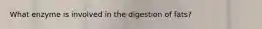 What enzyme is involved in the digestion of fats?