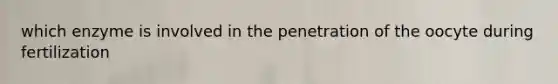 which enzyme is involved in the penetration of the oocyte during fertilization