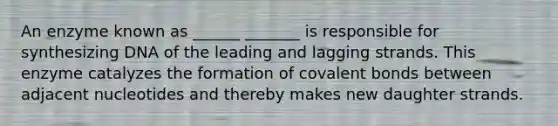 An enzyme known as ______ _______ is responsible for synthesizing DNA of the leading and lagging strands. This enzyme catalyzes the formation of covalent bonds between adjacent nucleotides and thereby makes new daughter strands.