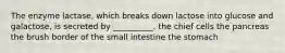 The enzyme lactase, which breaks down lactose into glucose and galactose, is secreted by __________. the chief cells the pancreas the brush border of the small intestine the stomach