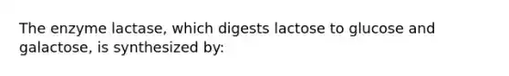 The enzyme lactase, which digests lactose to glucose and galactose, is synthesized by: