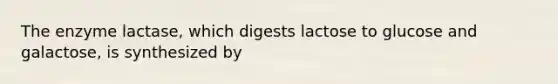 The enzyme lactase, which digests lactose to glucose and galactose, is synthesized by