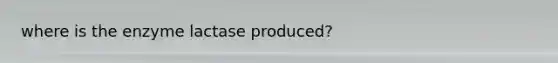 where is the enzyme lactase produced?