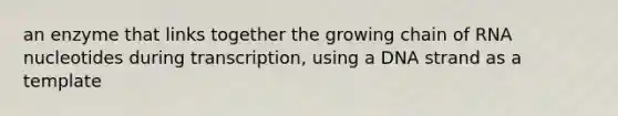 an enzyme that links together the growing chain of RNA nucleotides during transcription, using a DNA strand as a template